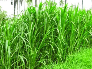 rumput lokal mudah dibudidayakan