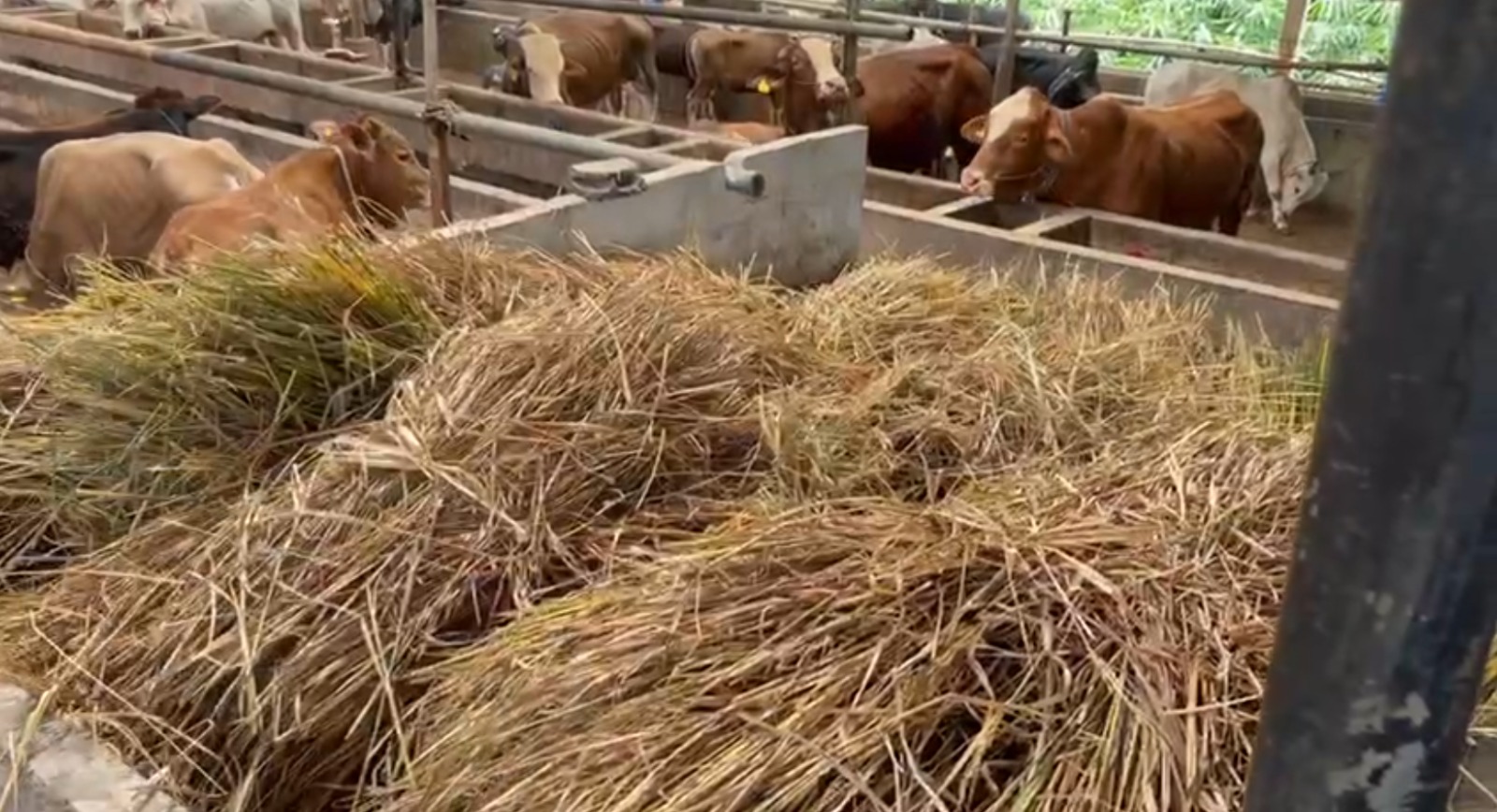 penyimpanan rumput jangka panjang