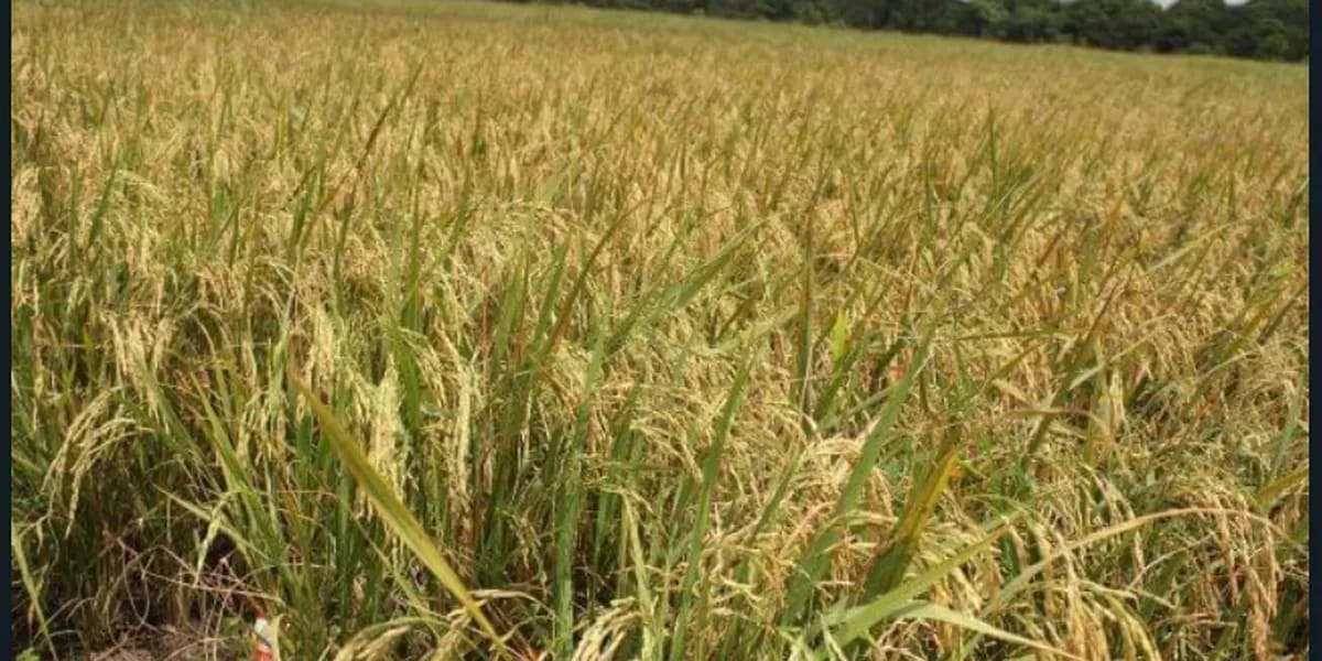 Teknologi Mesin Panen Padi Modern Solusi Cepat Tingkatkan Efisiensi Kerja Petani