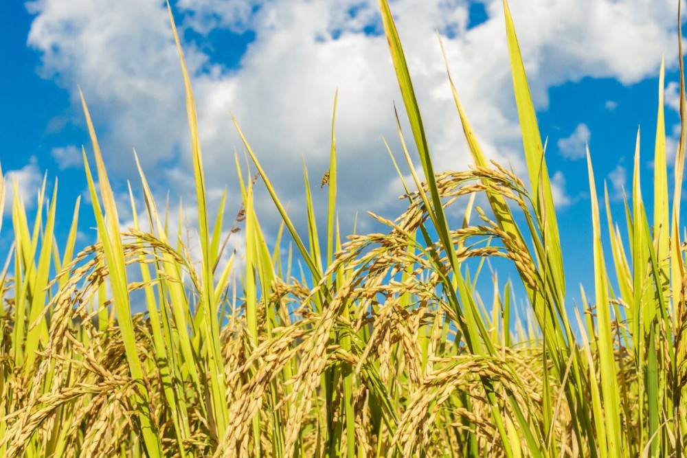 Cara Panen Padi Modern untuk Hasil Maksimal Solusi Praktis Tingkatkan Produktivitas Petani