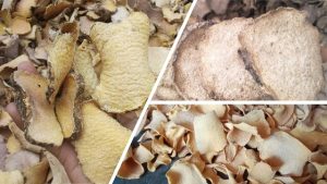 Usaha Chips Porang Kering