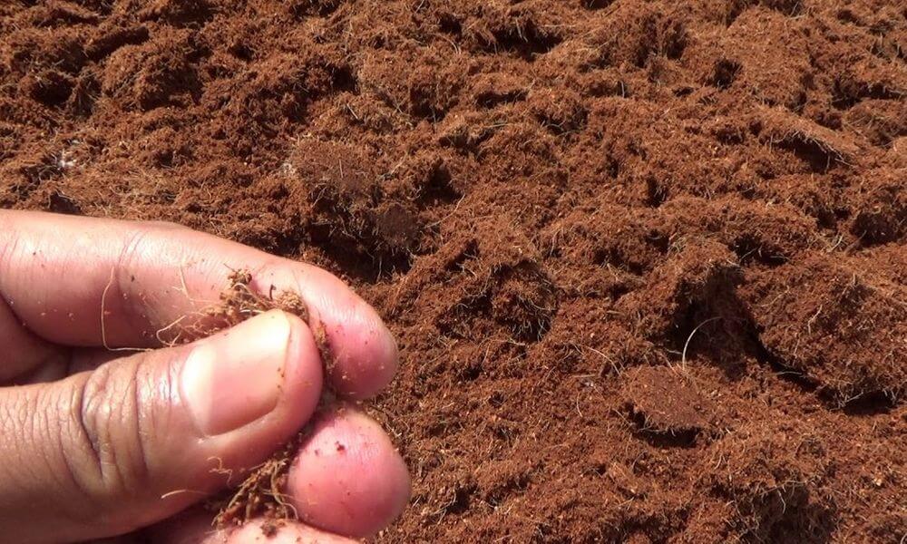 Kupas Tuntas Perbedaan Cocopeat Low EC dan High EC