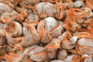 Cara Mengolah Sabut Kelapa Jadi Produk Bernilai Tinggi